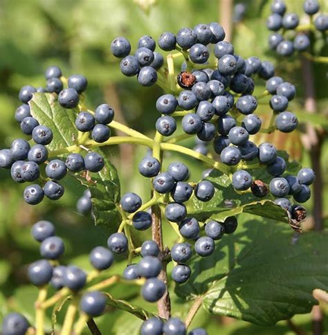 viburnum berries blue